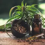 Nuove frontiere: prodotti al CBD e semi di canapa