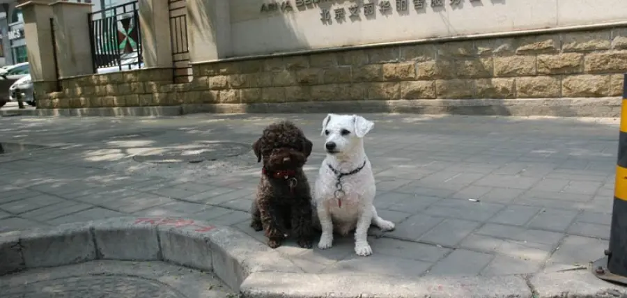 In Cina non si possono più mangiare cani
