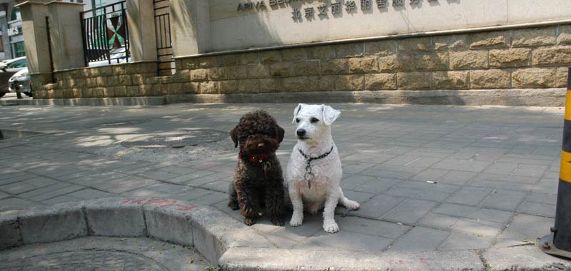 In Cina non si possono più mangiare cani