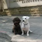 In Cina non si possono più mangiare cani