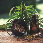 Olio di CBD: ritrovato naturale per la cura di moltissimi disturbi