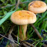 Funghi, ecco come orientarsi tra velenosi e commestibili