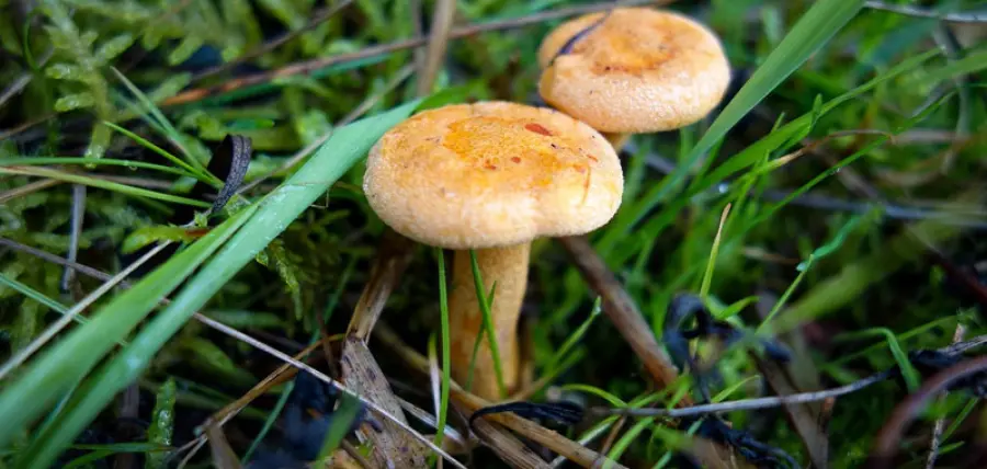 Funghi, ecco come orientarsi tra velenosi e commestibili