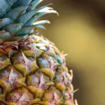 Ananas, ecco dove crescono questi frutti