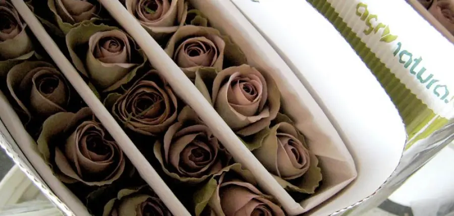 Rose stabilizzate, un regalo che va sempre più di moda