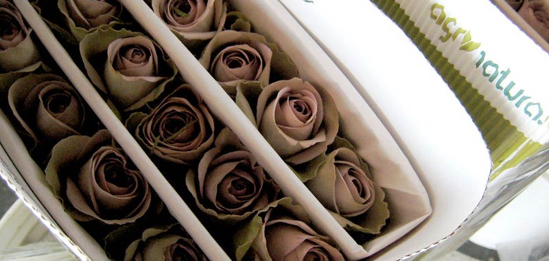 Rose stabilizzate, un regalo che va sempre più di moda