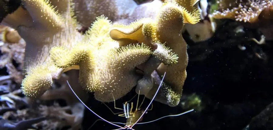 Il Plancton è comparso nelle nostre cucine