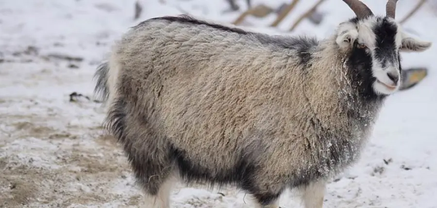 Cashmere, ecco da dove proviene questo prezioso tessuto