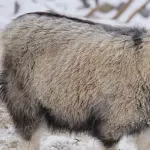 Cashmere, ecco da dove proviene questo prezioso tessuto
