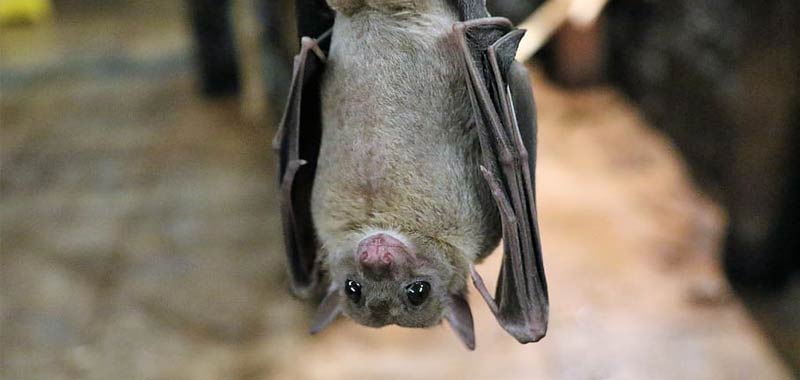 Vaccino covid-19, ma l'origine del virus è ancora un mistero