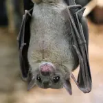 Vaccino covid-19, ma l'origine del virus è ancora un mistero