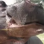 Gianluca Vacchi allevava un ippopotamo in giardino