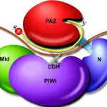 Quali saranno i vaccini Pfizer e Moderna?