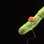 Legionella sintomi e quali rischi comporta