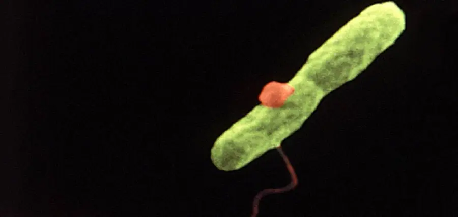 Legionella sintomi e quali rischi comporta