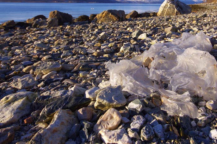 microplastiche, aggregati marini e animali, ne facciamo le spese noi