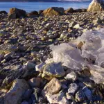 microplastiche, aggregati marini e animali, ne facciamo le spese noi