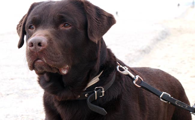 I labrador marroni vivono meno e si ammalano più degli altri