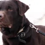 I labrador marroni vivono meno e si ammalano più degli altri