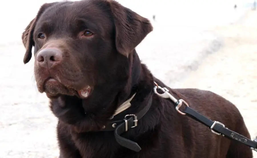 I labrador marroni vivono meno e si ammalano più degli altri