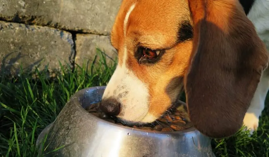 Le mandorle: e se le mangia il nostro cane?