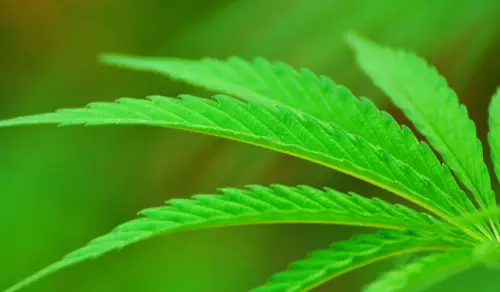 Cannabis, anche Oms riflette sulla sua effettiva pericolosità
