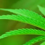 Cannabis, anche Oms riflette sulla sua effettiva pericolosità