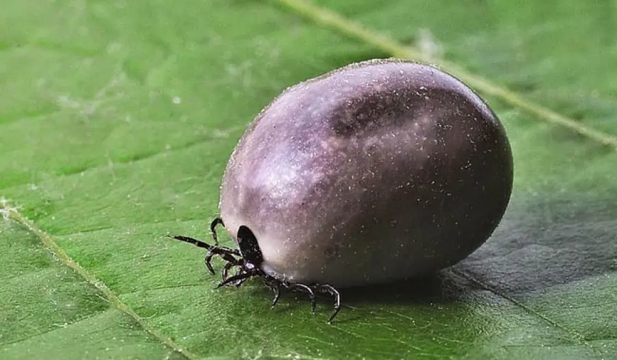 Malattia di Lyme i sintomi che non devono essere sottovalutati