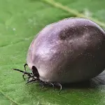 Malattia di Lyme i sintomi che non devono essere sottovalutati