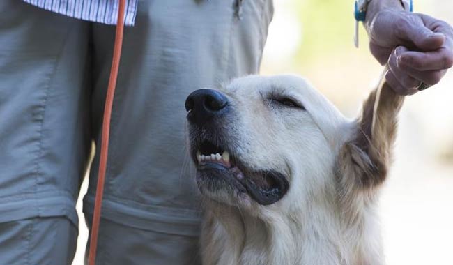 Rabbia, usata la saliva di un cane infetto per curare un bambino