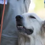 Rabbia, usata la saliva di un cane infetto per curare un bambino