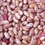 I cibi che contengono ferro, quali sono?