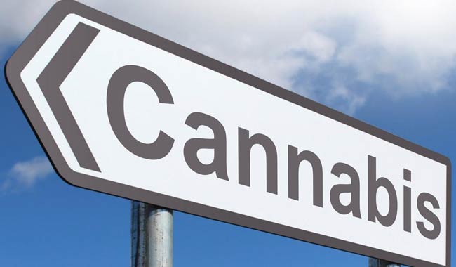 Cannabis light legale: ecco gli Stati dove è permessa