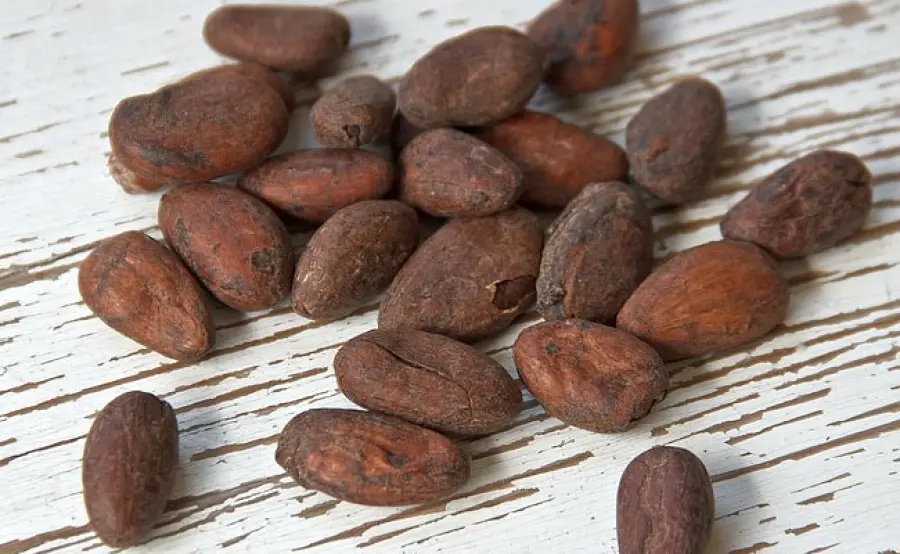 Cacao: migliorare la cognizione umana con i flavonoidi