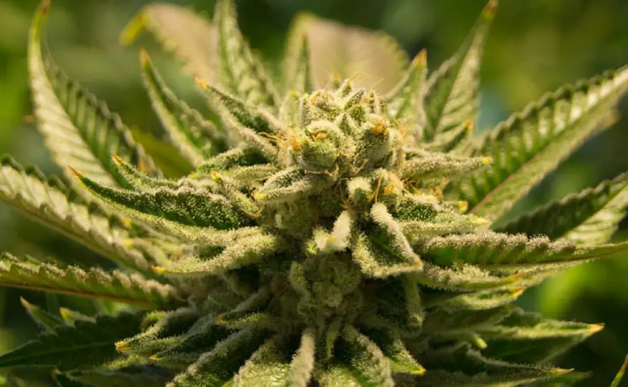 Cannabis per rallentare l’invecchiamento del cervello negli anziani