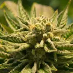 Cannabis per rallentare l’invecchiamento del cervello negli anziani