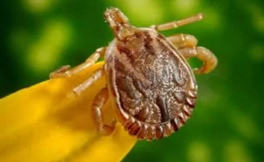 Powassan il virus delle zecche, è allarme