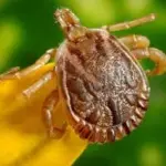 Powassan il virus delle zecche, è allarme