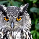 Il gene dei gufi: quando andare a letto tardi è scritto nel Dna