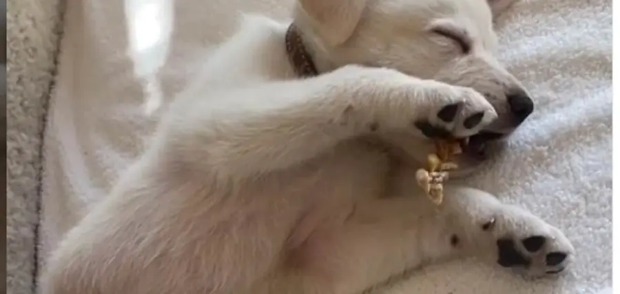 Jennifer Aniston mostra il suo nuovo cucciolo