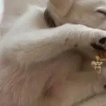 Jennifer Aniston mostra il suo nuovo cucciolo