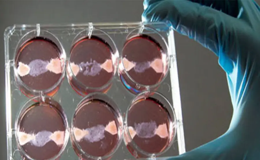 Pollo coltivato in laboratorio e carne sintetica, a che punto siamo