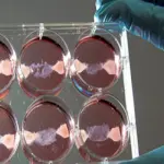 Pollo coltivato in laboratorio e carne sintetica, a che punto siamo