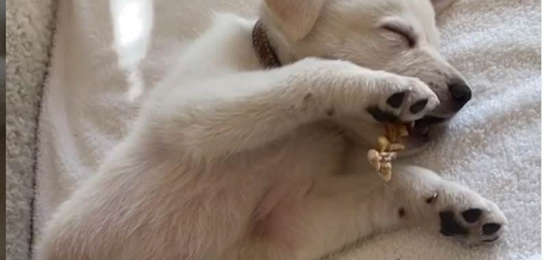 Jennifer Aniston mostra il suo nuovo cucciolo