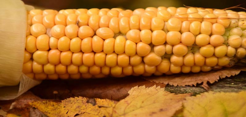 Mais, scientificamente perchè non è digeribile?