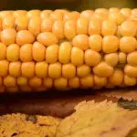 Mais, scientificamente perchè non è digeribile?