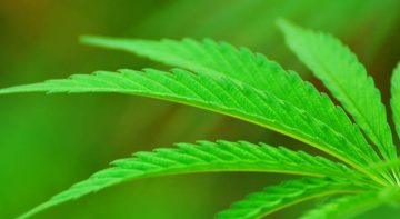 Cannabis anche Oms riflette sulla sua effettiva pericolosita
