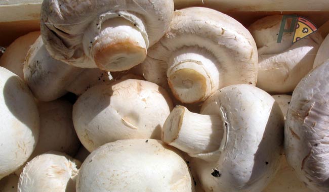 I funghi contengono antiossidanti ottimi contro invecchiamento e malattie