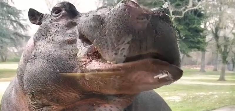 Gianluca Vacchi allevava un ippopotamo in giardino